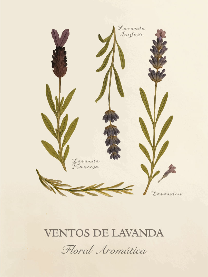 Ventos -Cards-Perfumaria-pessoal-E-commerce-05